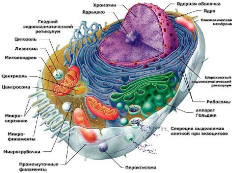 Ядро растительной клетки