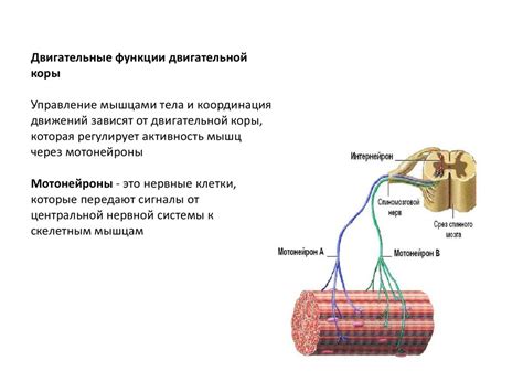 Ядро языковое: управление двигательной речью