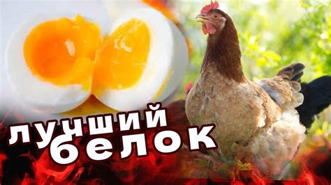 Яйца: источник жира и белка одновременно