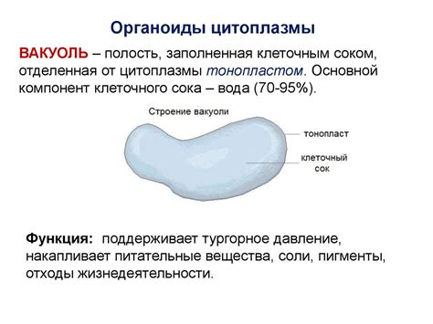  Вакуоль: функциональное значение и структура 