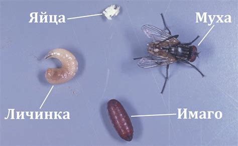  Взаимодействие мухи и дерева на уровне пыльцы 