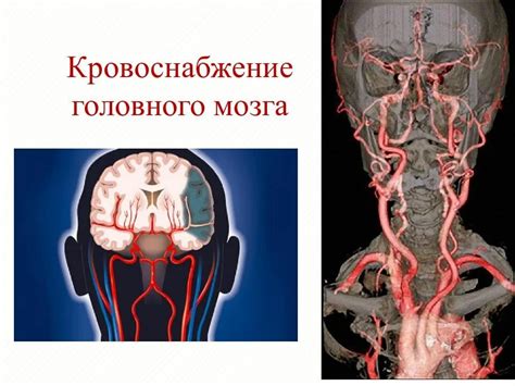  Кровеносная система головного мозга 