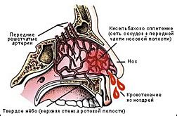  Насколько важно здоровье сосудов в носу? 