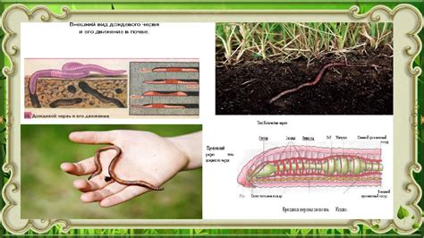  Почему дождевой червь необходим для почвы?