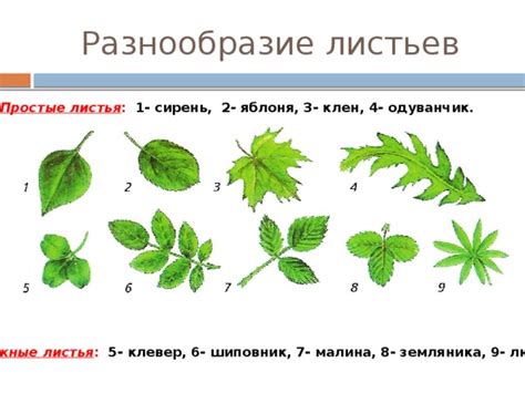  Разнообразие форм и функций листьев 