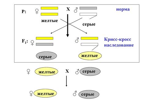  Роль хромосом в наследственности 