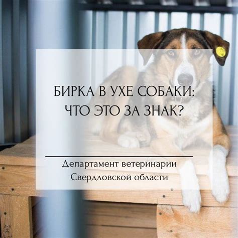  Создание комфортной среды для собаки 