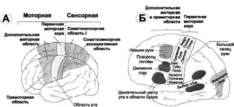  Соматическая кора: контроль движений и ощущений 