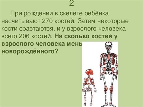  Сравнение костей ребенка и взрослого по прочности и упругости 