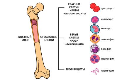  Что такое мало меди в крови? 