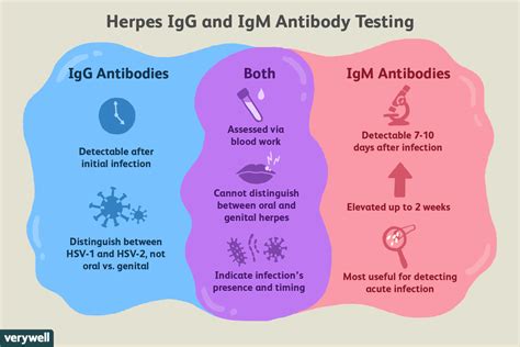 Herpes simplex virus 1 IgG